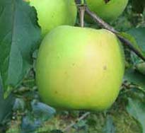 Rasadnik voća jabuke mucu