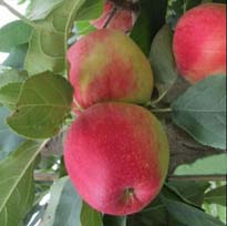 Voćna sadnica jabuke Prima