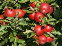 Voćne sadnice jabuke ajdared