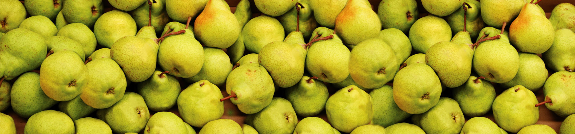 Proizvodnja i prodaja sadnica kruške