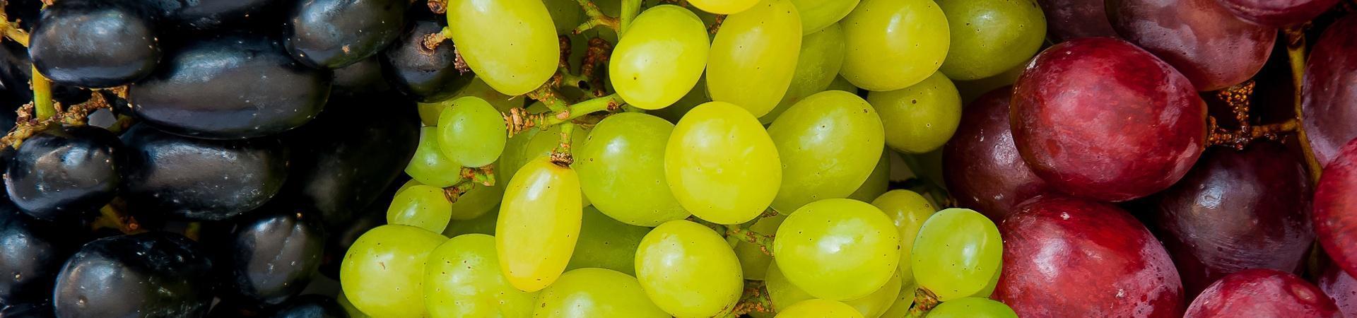 Sadnice vinova loza sorte crne bele stone vinske