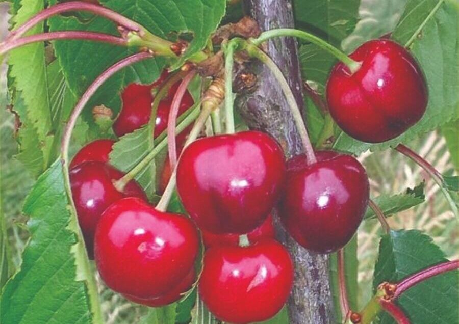 Voćne sadnice trešnja Early Lory Voćne sadnice trešnja Early Lory