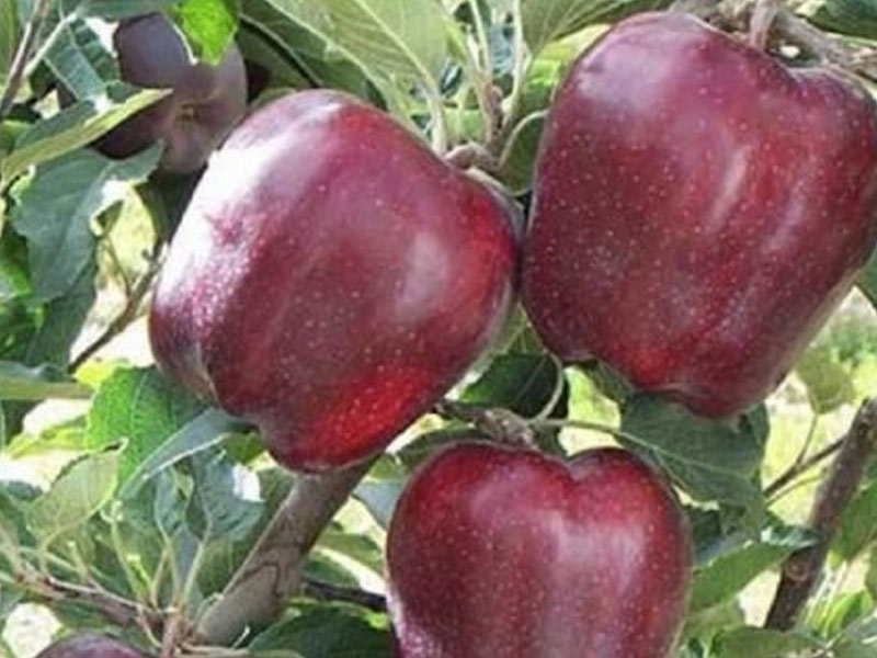Prodaja sadnica jabuka Red Čif Prodaja sadnica jabuka Red Čif