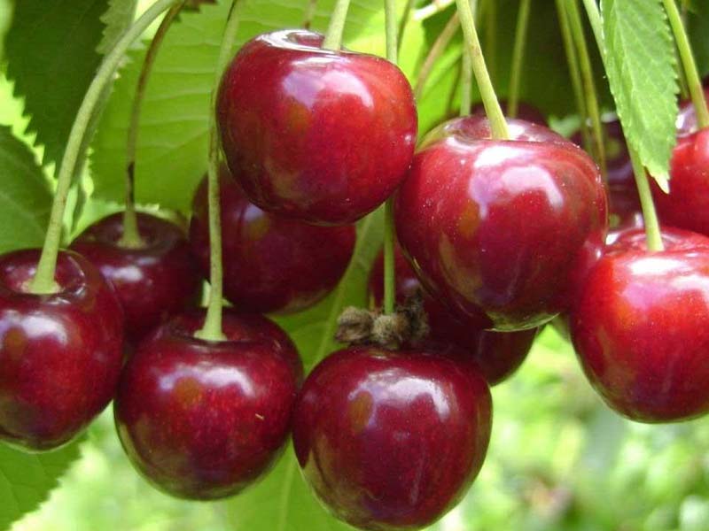 Voćne sadnice trešnja Hedelfingen Voćne sadnice trešnja Hedelfingen