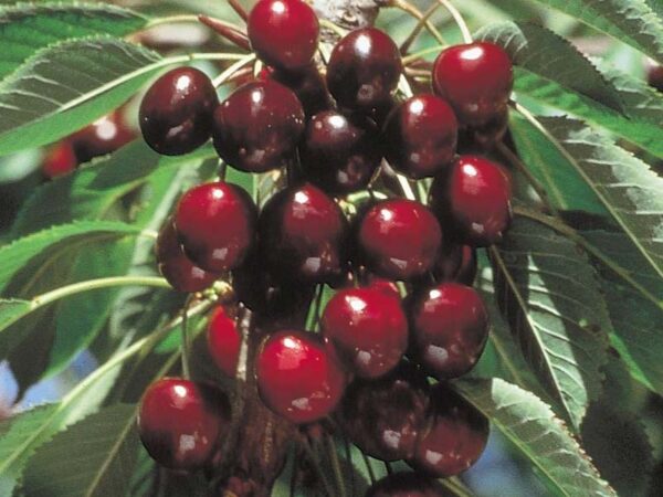 Sadnice trešnja Stela