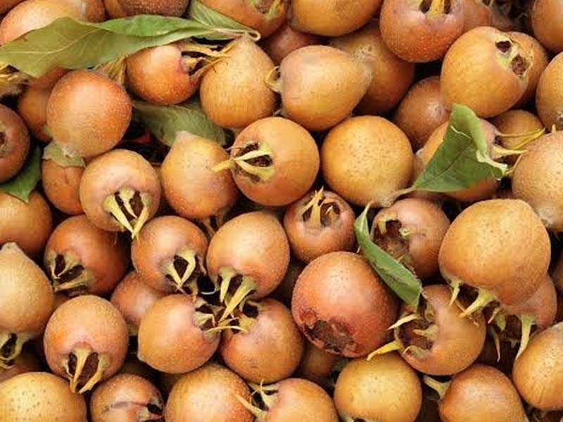 Sadnice mušmula Rojal Sadnice mušmula Rojal