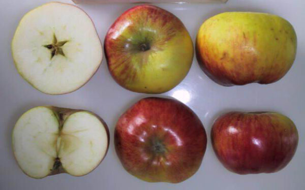 Voćne sadnice jabuka Kolačara