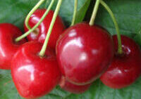 Voćne sadnice trešnja Germersdofska