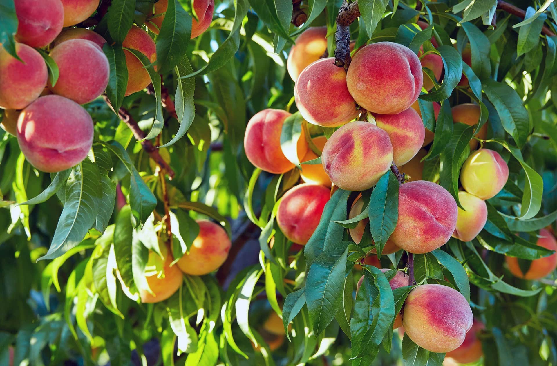Elberta-Peach-Tree-2